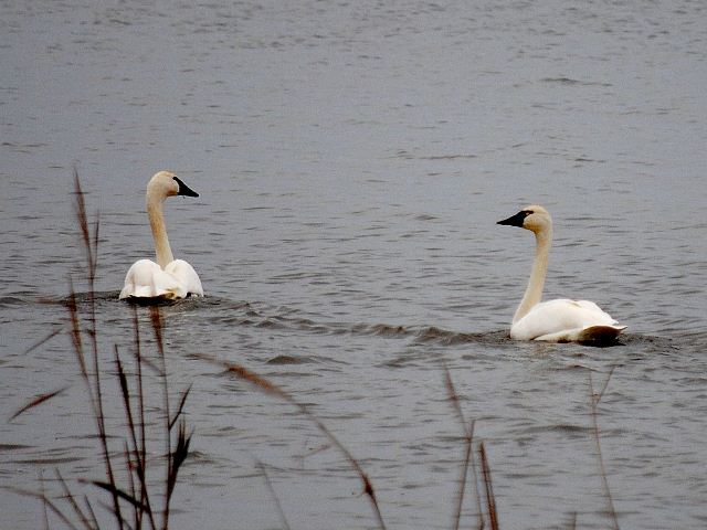 Tundra Swans
